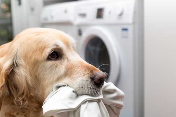 Remove Pet Hair and Odors from Clothing